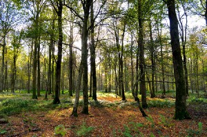 Forêt-domaniale-de-Mormal-2013-300x199